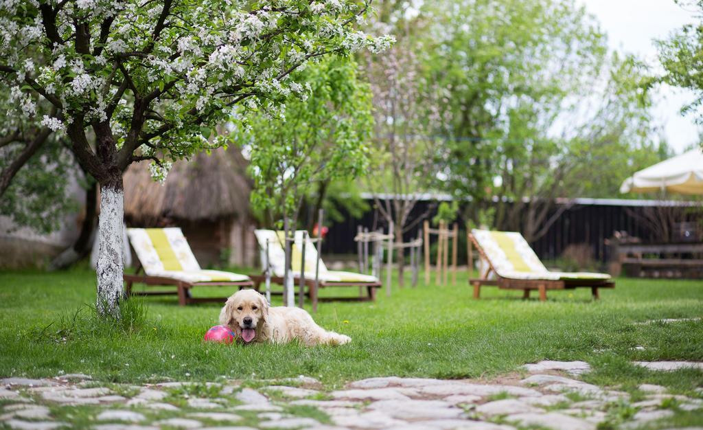 Casa Mosului - Transfagarasan Bed & Breakfast Cîrţişoara エクステリア 写真