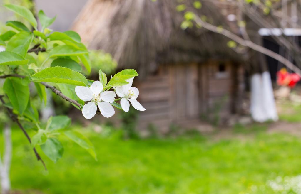 Casa Mosului - Transfagarasan Bed & Breakfast Cîrţişoara エクステリア 写真